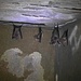 Atemberaubender Besuch bei den Fledermäusen unter dem Il Troppolo / Incontro che ha mozzato il fiato con i pipistrelli sotto Il Troppolo