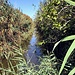 im Schilf des Parc Natural de s'Albufera