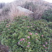 <b>A 1550 m di quota ho la sorpresa di vedere i rododendri fioriti. <br />Il riscaldamento globale fa fiorire le rose delle alpi persino a novembre!</b><br />
