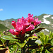 ... auch am O-Grat herrscht kein Mangel an Alpenrosen.