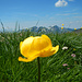 Eine Trollblume
