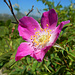 Eine Blüte der Alpen-Heckenrose