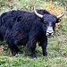 Die zotteligen Tiere tragen viele Pflanzensamen in ihrem Fell.