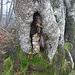 Ein Steinzwergli in der Baumhöhle im Aufstieg zum Habrütispitz