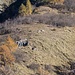 Le rovine e il pascolo della Loccia da l’Agar visti dalla zona della quota 2266 IGM (foto di Ferruccio)