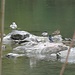 Vogelparadies.