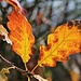 Herbstliche Eichenblätter