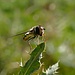 Schwebfliege (Syrphidae)