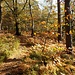 Hübscher Herbstwald auf dem Quirl