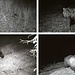 Bär im Ammerwald fotografiert / fotografato orso nell`Ammerwald<br /><br />"Bisher kennen wir den Bären nur als Fotomodell: im Uhrzeigersinn (oben links beginnend) bei seinen Besuchen im Außerfern, bei Schloss Linderhof, im Pitztal und bei Reutte. Inzwischen vermuten Experten, dass es sich um ein männliches Tier handelt, da es so weite Strecken zurücklegt."© Bayerische Staatsforsten / merkur.de<br /><br />Finora l'orso conosciamo solo come modello: in senso orario (a partire in alto a sinistra) durante le sue visite ad Außerfern, Schloss Linderhof, Pitztal e Reutte. Nel frattempo, gli esperti sospettano che si tratti di un animale maschio perché copre distanze così lunghe.© Foreste dello Stato Bavarese / merkur.de <br />