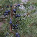 Früchte vom Gemeinen Wacholder (Juniperus communis) die zwar wie Beeren aussehen, aber eigentlich Zapfen sind!