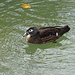 hübsche Ente, blieb für das Foto still im Wasser stehen