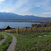 oberhalb der Weinberge von Hilterfingen