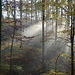 weiter ging es durch den schönen Herbstwald