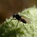 Kameratest Fliege / mosca