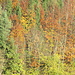 schöner Herbstwald