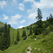 Schöne Bergwiesen schmücken den oberen Teil des Saubachtals