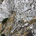 Im Abstieg vom Schneeberg via Fadensteig - In einer mit Drahtseil gesicherten Passage.