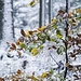 Die teilweise noch bunt herbstgefärbte Vegetation ist ein Blickfang.