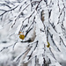 Immer ein schöner Blickfang: Frostfahnen an Birken-Ästen.