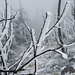 Der Flugfrost hat parallel zum erstne Schnee ebenfalls gezaubert.