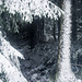 Frisch verschneiter Waldrand. Schön war's.