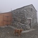 nebbia fitta all'Alpe Pedroria