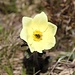 Anemone alpina <b>(Pulsatilla alpina subsp. apiifolia)</b>.
Il nome del genere deriva dal latino "pulsare", per il caratteristico dondolio dei fiori, che sotto l'azione del vento sembrano pulsare, muovendosi in modo ritmico.