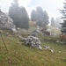 zurück im Nebel