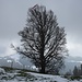 Der markante Baum auf der Scheidegg