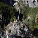 Baum auf Fels