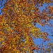 Herbstwald 3 - mit Laubsymphonie