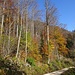 durch den intensiv farbigen Herbstwald 1