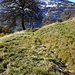 Spur im Gras und in der Ferne ein einsames Schaf. Die anderen Schafe weideten rechts oben in der Sonne.