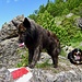 Artus schaut wie wir nachkommen.