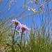 ♫♬♫ Sag mir, wo die Blumen sind ♬♫♬<br />[https://www.youtube.com/watch?v=BEtdUFN9Xc8]