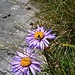 Fliege landet auf der Blume<br />Ich beeile mich und zoome