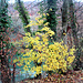 immer noch Herbstfarben