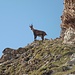 Da oben sieht man ein Band, das von den Bewohnern der wilden Bergwelt hier begangen wird.