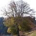 Weidbuchenpfad