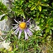 Aster alpinus