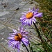 Bauernregel:<br />Wenn Fliege auf die Aster fliegt<br />Die Ziege um die Ecke biegt