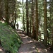 Der Abstieg verläuft über weite Strecken im Schutzwald.