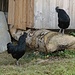Huhn und Hahn mit schwarzem Kamm, kannte ich bisher nicht.