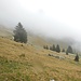 Kurzzeitig reißt der Nebel an den Weideflächen der Gampiel-Alpe etwas auf