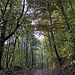 Unterwegs zwischen Grüass Di a Gott Wirt und Hermannskogel - Auf breitem Waldweg steigen wir allmählich bergan.