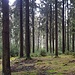 Fichtenwälder prägen das Bild der Landschaft - im Gegensatz zum Hofer Umland und Frankenwald scheint der Borkenkäfer in den letzten beiden Sommern hier nicht seht aktiv gewesen zu sein