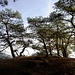 Pfälzlicher Wald im Herbst,