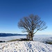 Bäume auf Wielesch vor  dem Nebelmeer