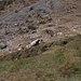Im hintersten Tal, wo die Route nach links abbiegt und aufsteilt gibt es auch viele lebende Rinder.